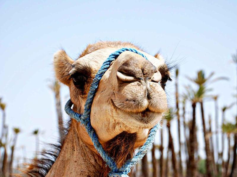 Explore The Marrakech Palm Grove In A Camel Ride Including Moroccan Mint Tea